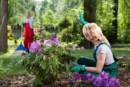A gardener wearing teal gloves and casual clothing is kneeling on the soil of a well-maintained garden, trimming a large shrub with green and purple foliage, with vibrant purple flowers blooming at its base. The garden features a lush, green lawn and a variety of trees and shrubs in the background, creating a natural and inviting outdoor space. In the background, a person in a red apron and protective gloves is raking fallen leaves or garden debris near a pond or water feature, with sunlight filtering through the trees, indicating a clear day with mild weather. The overall scene showcases meticulous garden maintenance, including hedge trimming, with the garden setting emphasizing natural tones, healthy plant growth, and a peaceful environment typical of residential gardens in the Surbiton area, supported by professional gardening services like those offered by Hedge Trimming Surbiton.