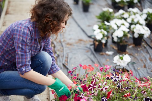 A woman with curly brown hair, wearing a purple plaid shirt, blue jeans, and green gardening gloves, is kneeling in a well-maintained garden. She is tending to a vibrant bed of pink, purple, and white flowering plants, which are arranged in neat rows. The garden features a mixture of soil and mulch, with other potted plants and flowers visible in the background, indicating a cultivated outdoor space typical of Surbiton or nearby areas. The setting appears to be an outdoor garden with natural daylight, possibly during a cloudy day, as there are no strong shadows. The overall scene reflects attentive garden maintenance, supporting professional gardening services in lawn and plant care within the local area, with a focus on flowering plant beds and general garden upkeep in a residential environment.